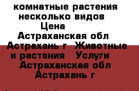 комнатные растения (несколько видов) › Цена ­ 300 - Астраханская обл., Астрахань г. Животные и растения » Услуги   . Астраханская обл.,Астрахань г.